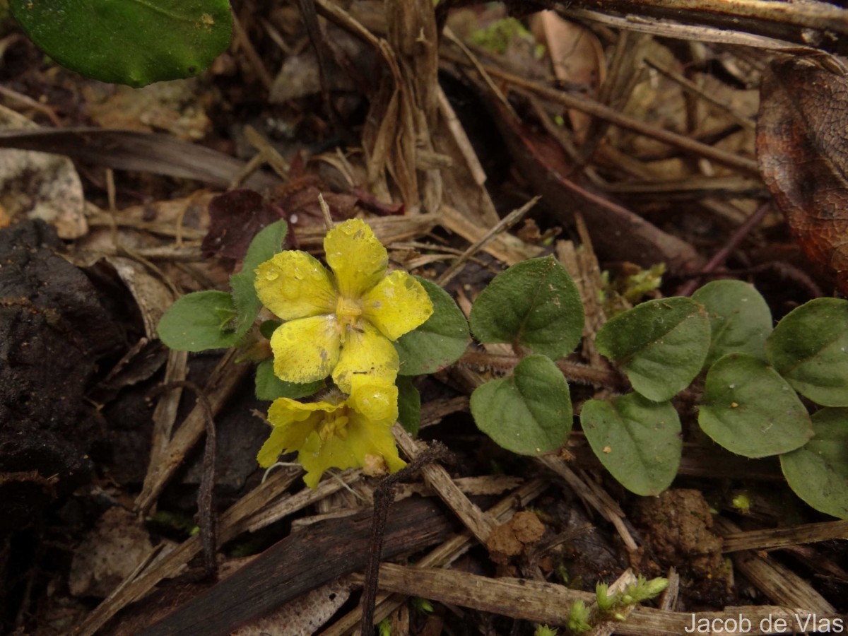 Lysimachia deltoidea Wight